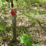 Red directional arrow sign on a wooden post in a sun-dappled forest trail.