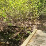 Wooden boardwalk crossing a small, overgrown stream in a sunlit forest.