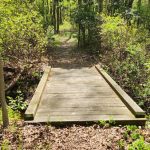 Wooden boardwalk leading through a lush, green forest trail.
