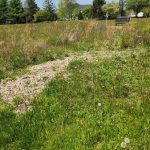 Grassy cemetery field with a dirt path leading toward headstones under a blue sky.