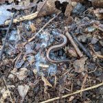 Small brown snake in dark, leaf-littered soil and mulch.