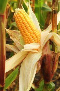 Corn Harvest at Howell Living History Farm